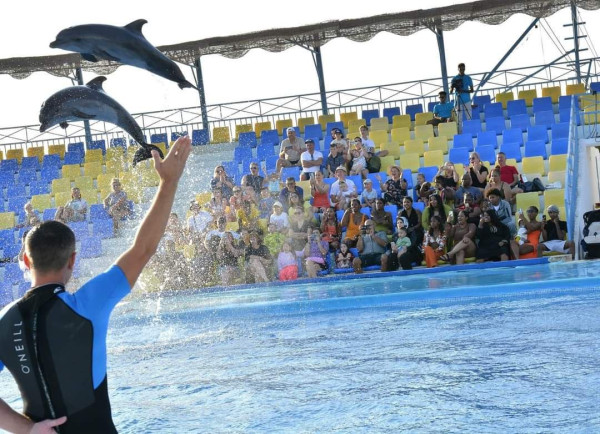 Dolphin Show